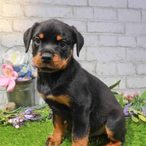 Rottweiler – 1657