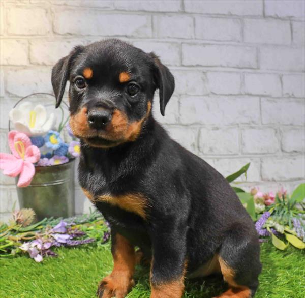Rottweiler - 1657, Rottweiler, Image 1
