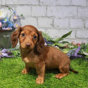 Dachshund – 1660