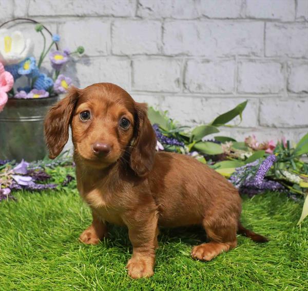 Dachshund - 1660, Dachshund, Image 1