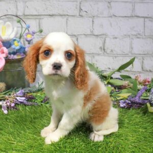 Cavalier King Charles Spaniel – 1659