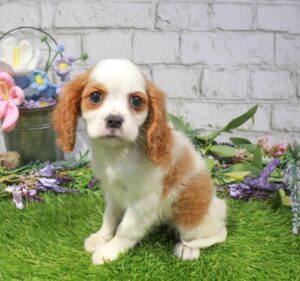 Waggles Cavalier King Charles Spaniel puppy available