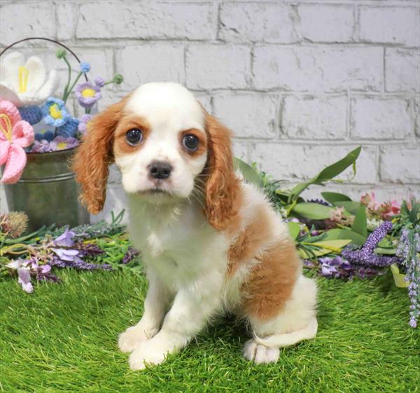 Cavalier King Charles Spaniel - 1659, Cavalier King Charles Spaniel, Image 1
