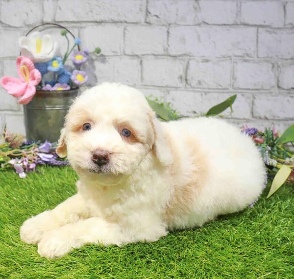 Mini Aussiedoodle - 1662, Mini Aussiedoodle, Image 1