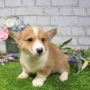 Pembroke Welsh Corgi – 1661