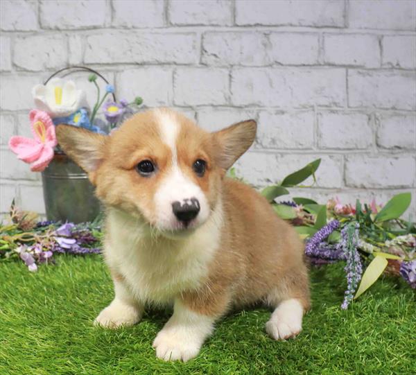 Pembroke Welsh Corgi - 1661, Pembroke Welsh Corgi, Image 1