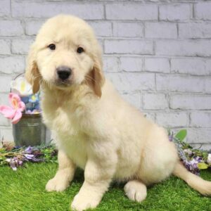 Golden Retriever – 1663