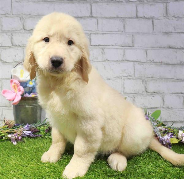 Golden Retriever - 1663, Golden Retriever, Image 1