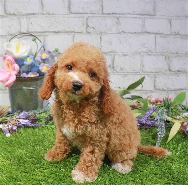 Cavapoo - 1664, Cavapoo, Image 1