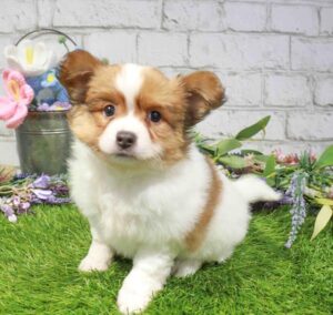 Waggles Papillon puppy available