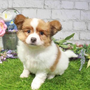 Papillon – 1665