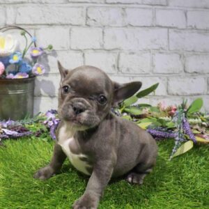 French Bulldog – 1666