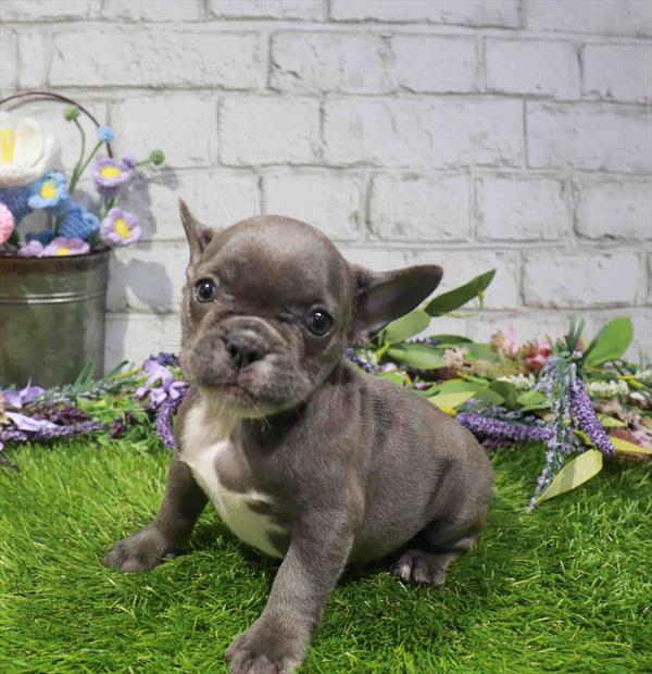 French Bulldog - 1666, French Bulldog, Image 1