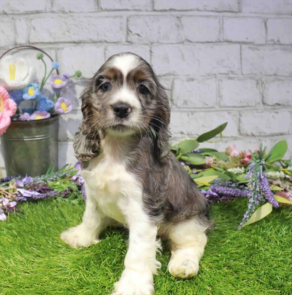 Cocker Spaniel - 1667, Cocker Spaniel, Image 1