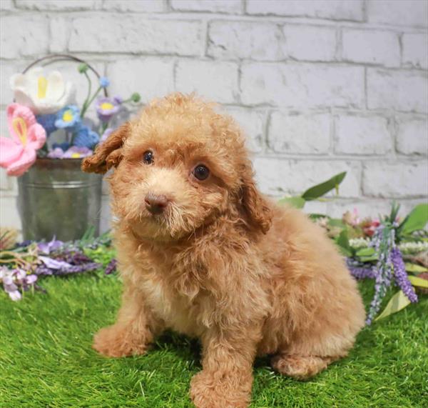 Poodle - 1668, Poodle, Image 1