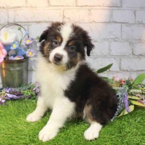 Australian Shepherd – 1670