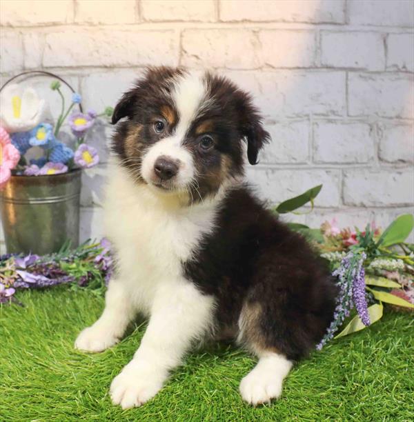 Australian Shepherd - 1670, Australian Shepherd, Image 1