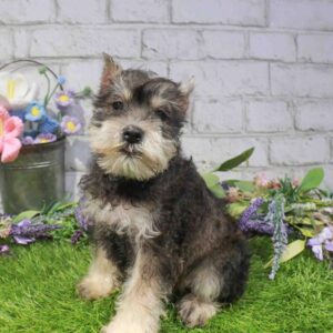 Mini Schnauzer – 1671