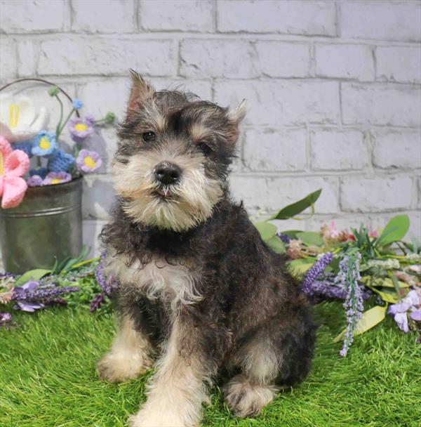 Mini Schnauzer - 1671, Mini Schnauzer, Image 1