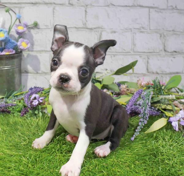 Boston Terrier - 1672, Boston Terrier, Image 1