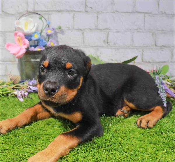 Rottweiler - 1673, Rottweiler, Image 1