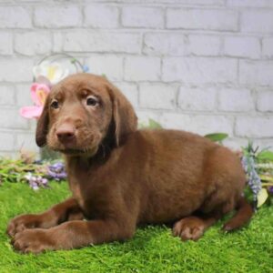 Labrador Retriever – 1675