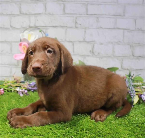 Labrador Retriever - 1675, Labrador Retriever, Image 1