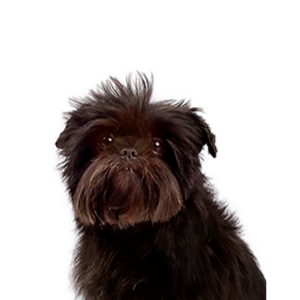 Waggles Affenpinscher