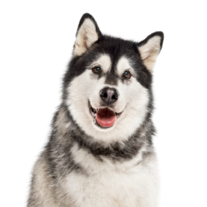 Waggles Alaskan Malamute
