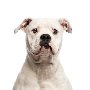 Waggles American Bulldog