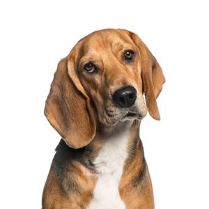 Waggles American Foxhound