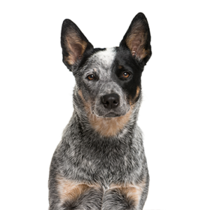 Waggles Australian Cattle Dog