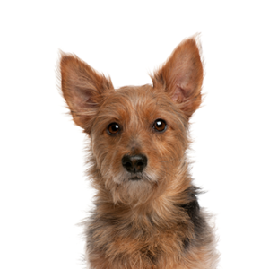 Waggles Australian Terrier