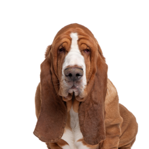 Waggles Basset Hound
