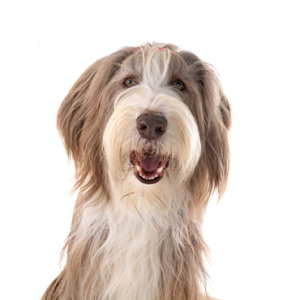 Waggles Bearded Collie