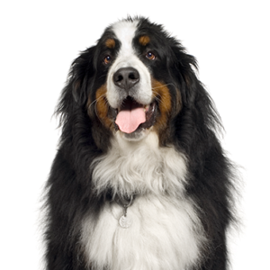 Waggles Bernese Mountain Dog