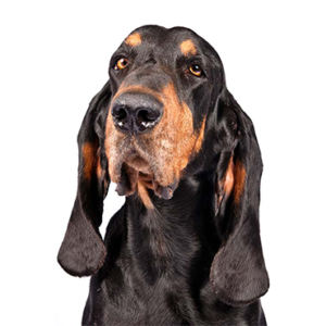 Waggles Black and Tan Coonhound