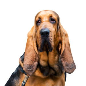 Waggles Bloodhound