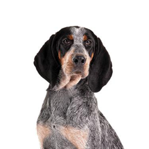 Waggles Bluetick Coonhound