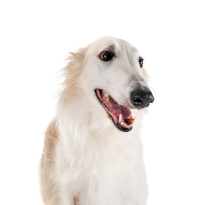 Waggles Borzoi