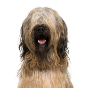 Waggles Briard