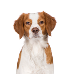 Waggles Brittany