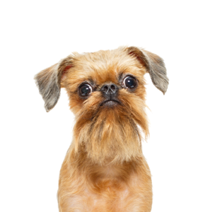 Waggles Brussels Griffon