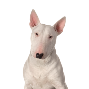 Waggles Bull Terrier