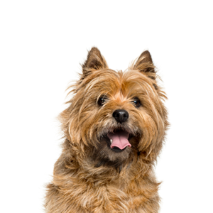 Waggles Cairn Terrier