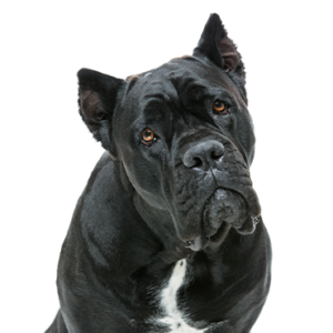 Waggles Cane Corso