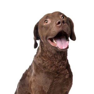 Waggles Chesapeake Bay Retriever