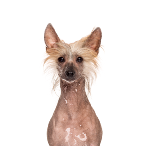 Waggles Chinese Crested