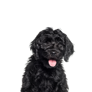 Waggles Puppy Boutique Cockapoo