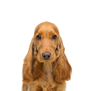 Waggles Cocker Spaniel